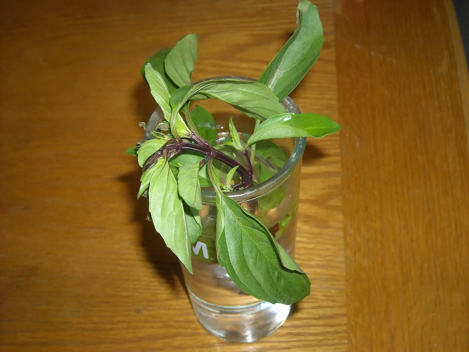 Vegetable plant in a bottle