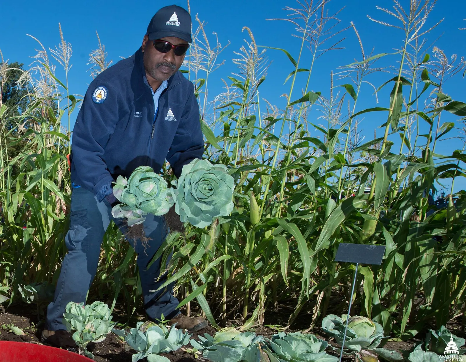 Cabbage companion plants garden