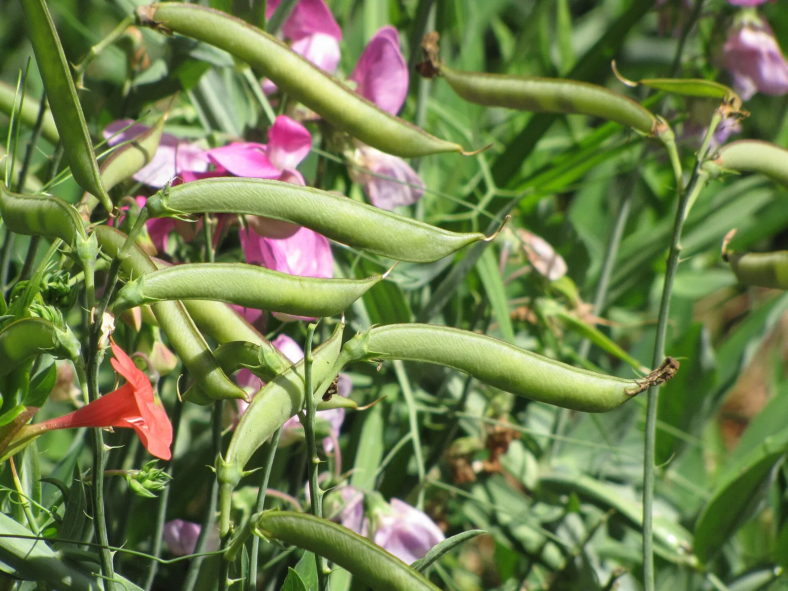 Garden peas pods plant