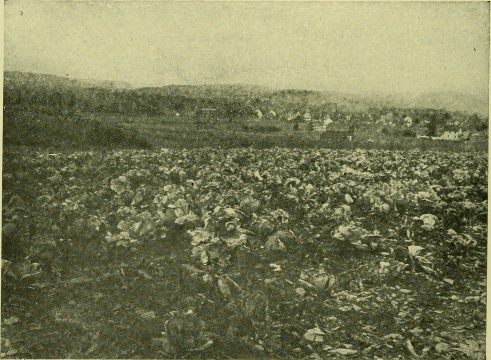 Cabbage field harvest