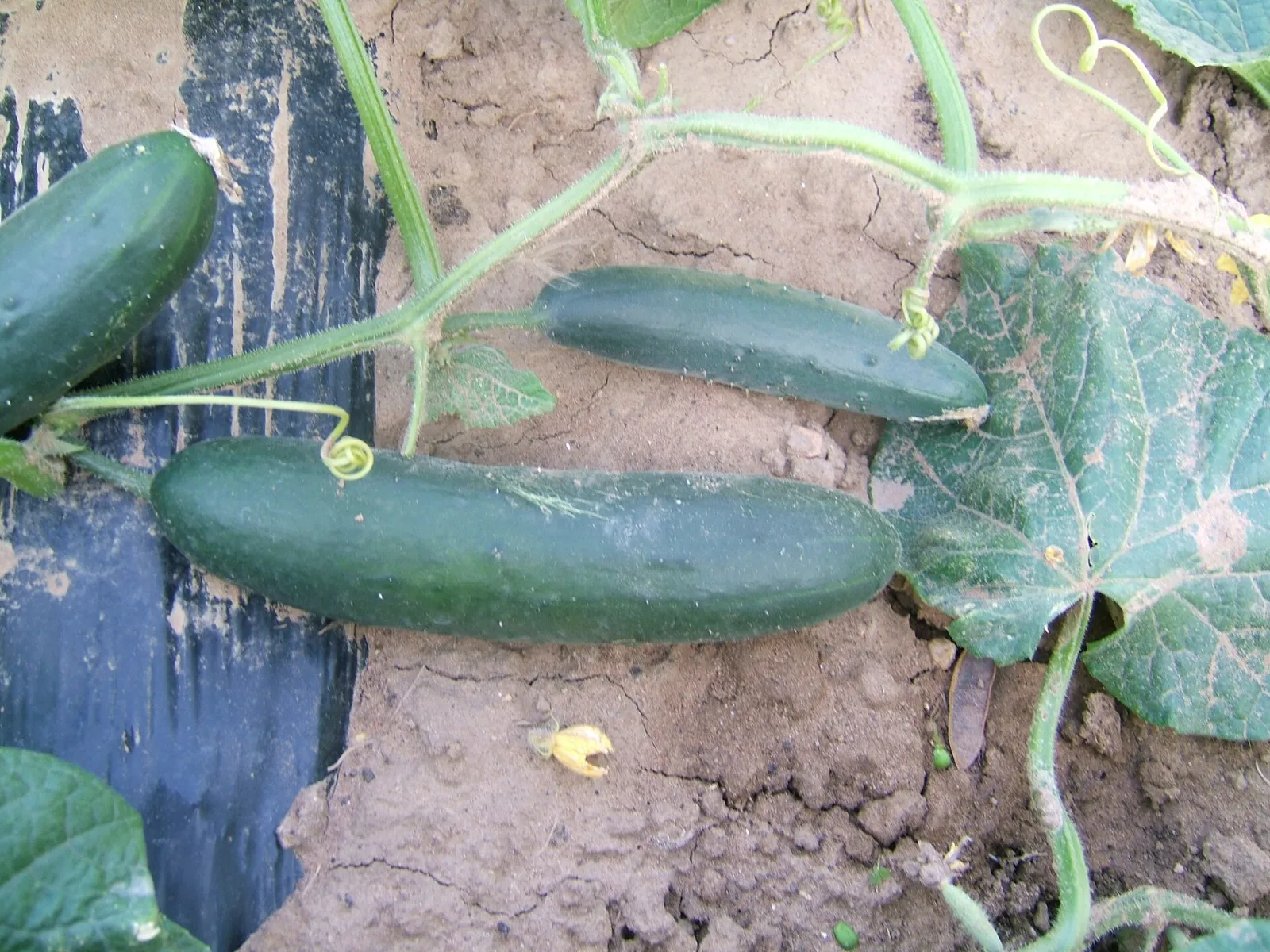 Slicer cucumber plant (Cucumis sativus) with three green, ready-to-harvest fruits.