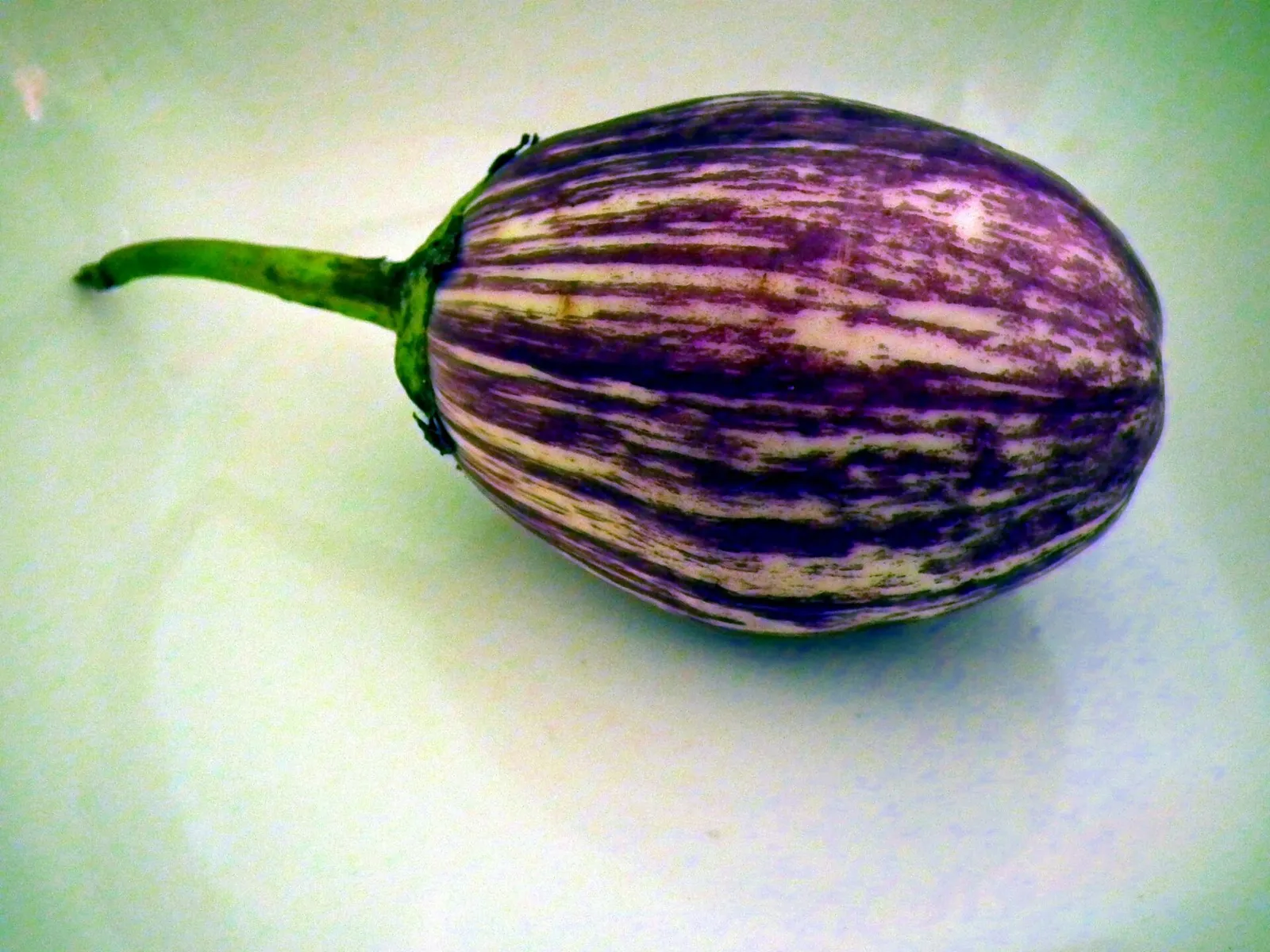 Eggplant fruit plant