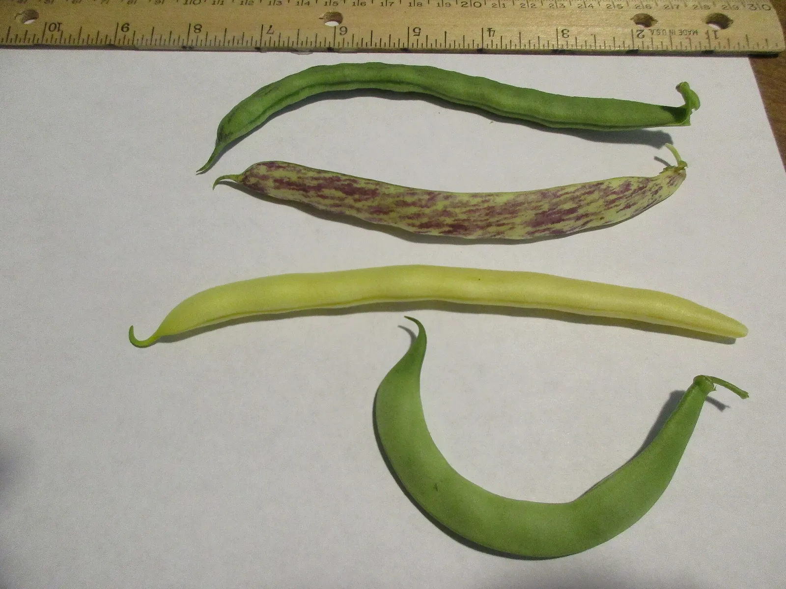 Green beans pods