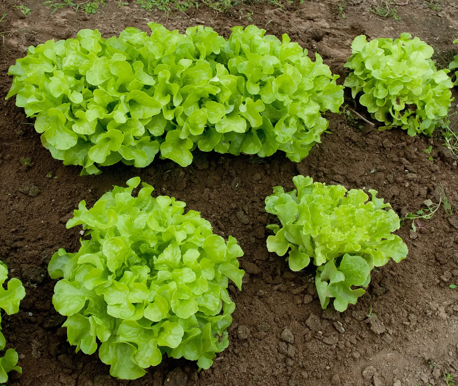 Lettuce plants row