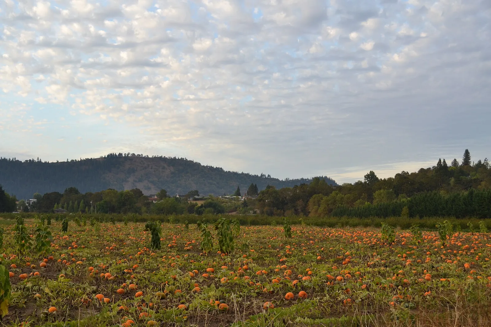 A pumpkin patch in Winchester, Oregon