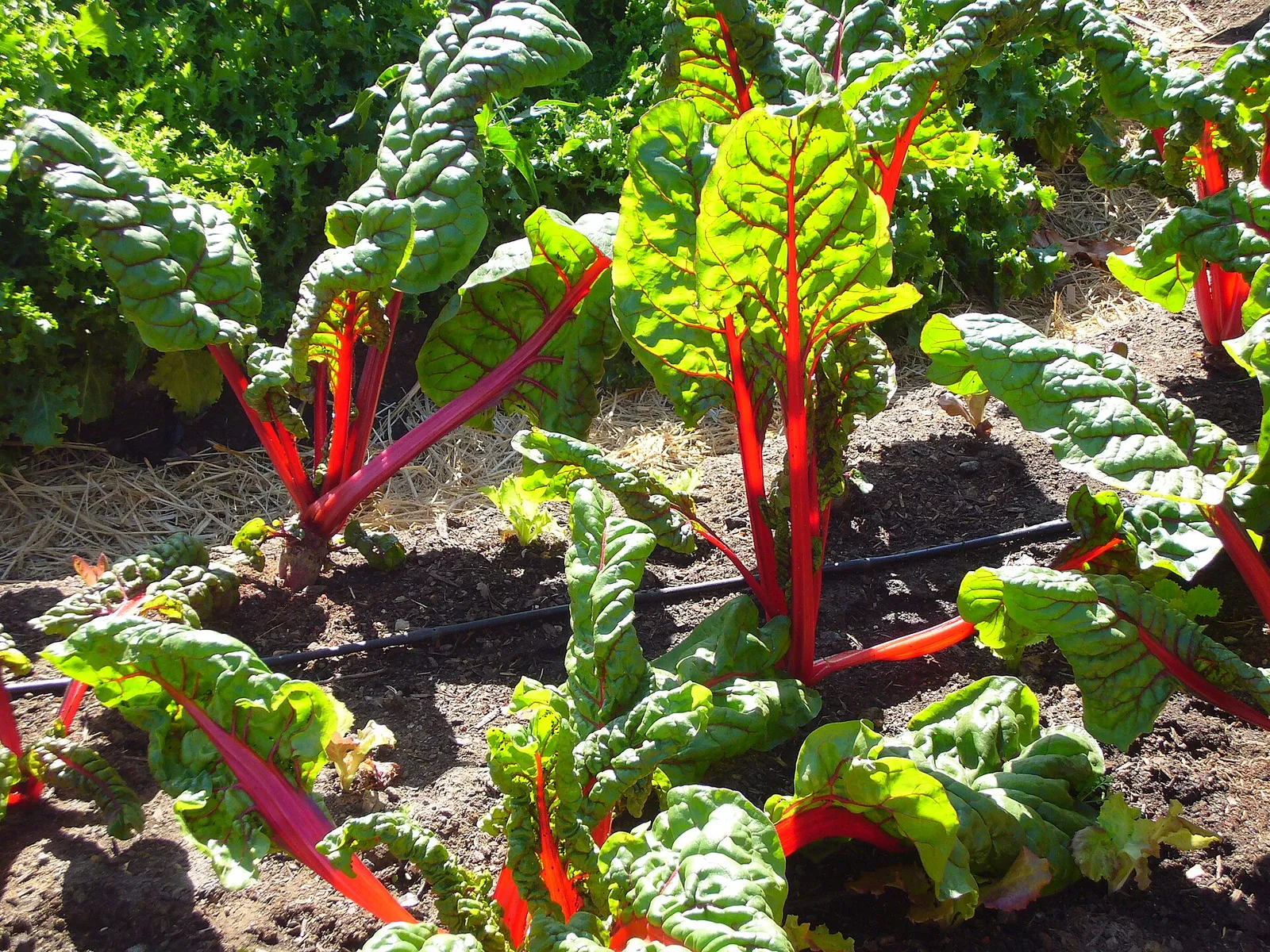 Red Chard growing in the garden of Slow Food Nation