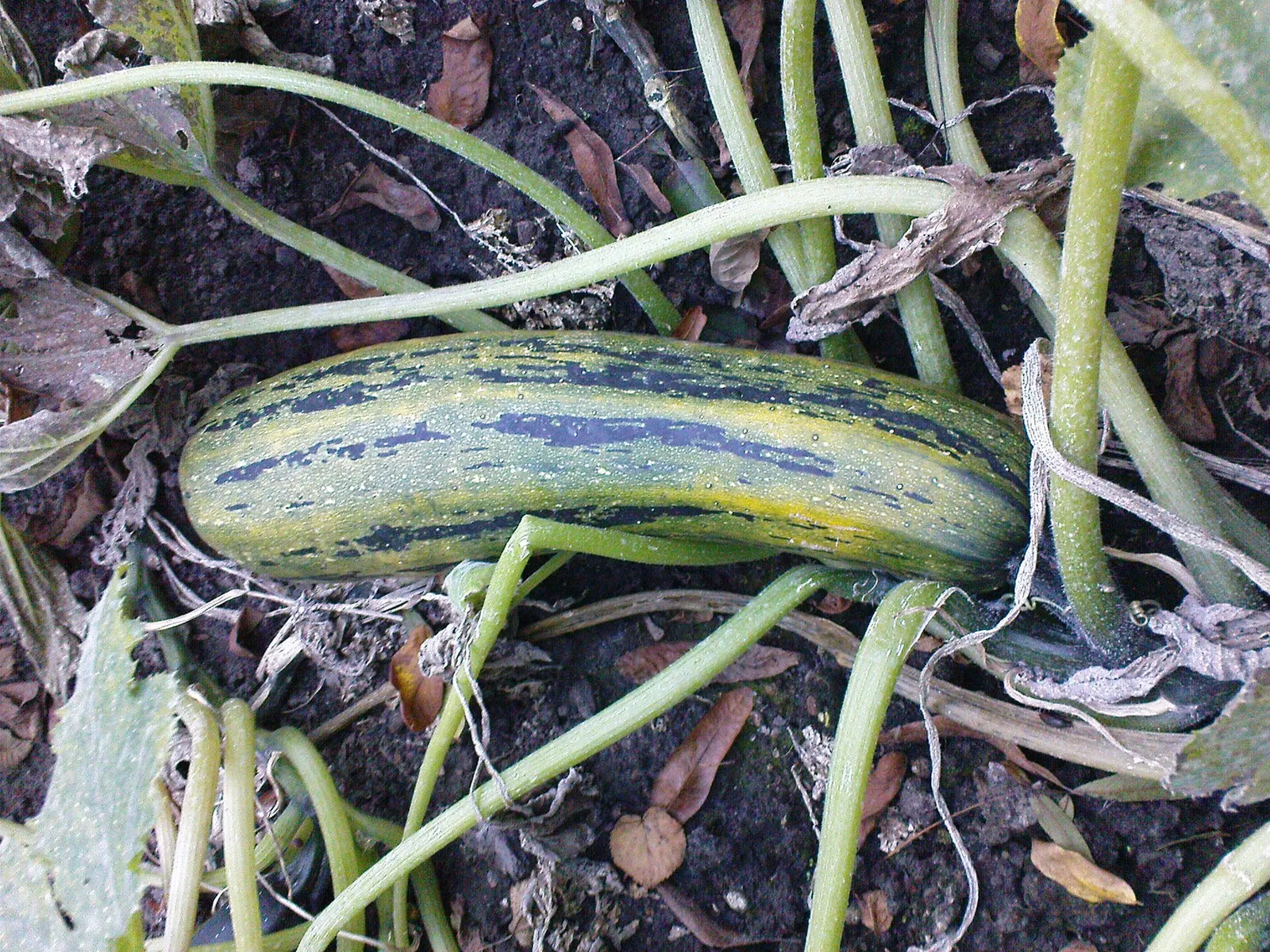 W Warszawskim Ogrodzie Botanicznym