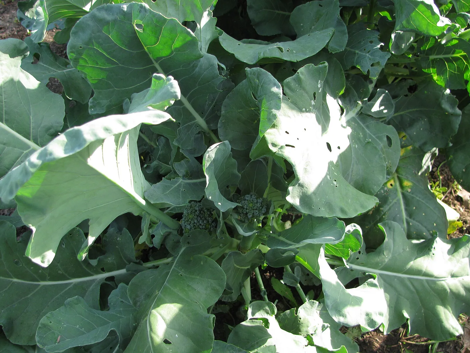 A broccoli plant beginning to set the flower