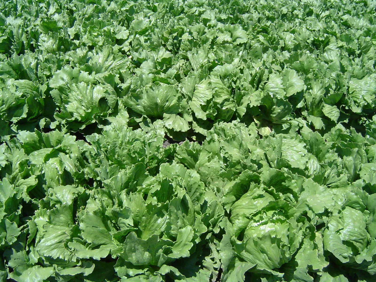 Close-up of an iceberg lettuce field in Northern Santa Barbara County (California, USA) between Santa Maria and Lompoc, on July 31, 2005.