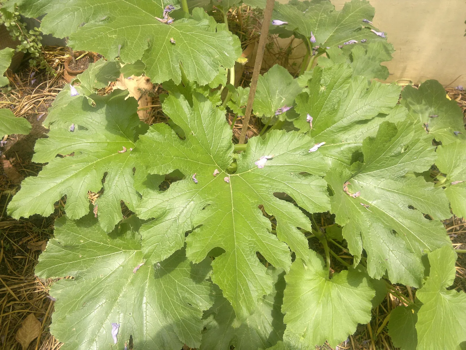 these huge leaves belong to a single Zucchini plant. The patch is frequently showered with flowers from the Jacaranda tree right above it.