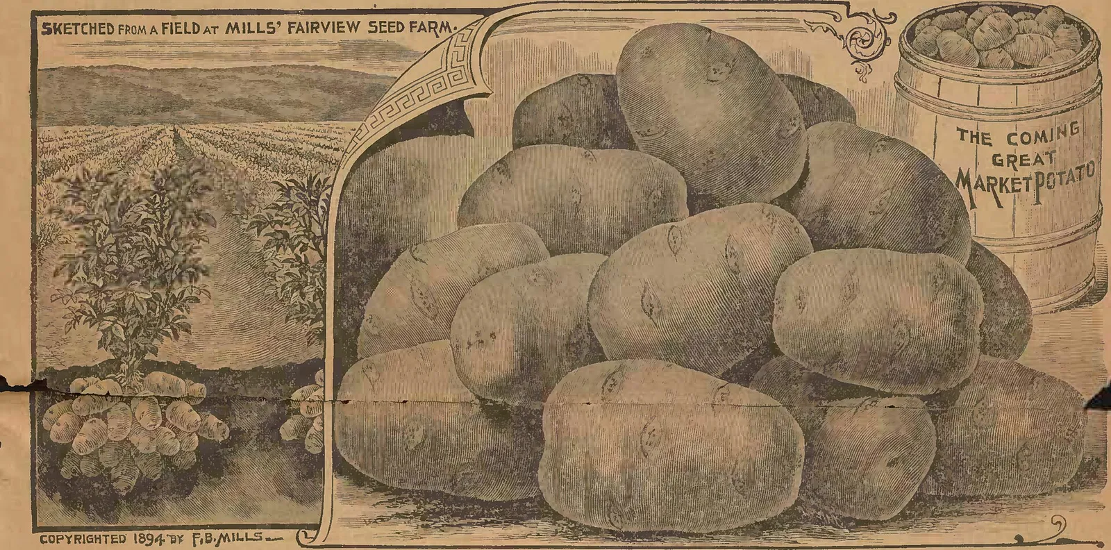 Far apart potatoes garden