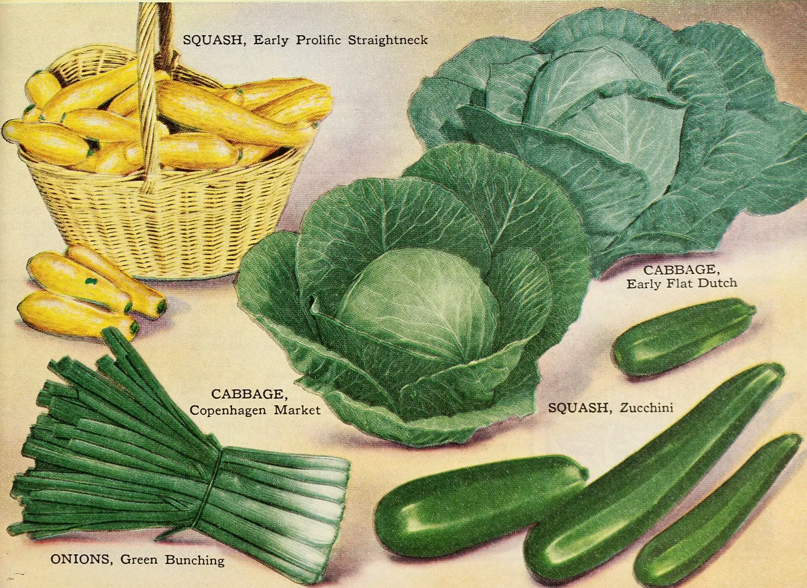 Far apart zucchini garden