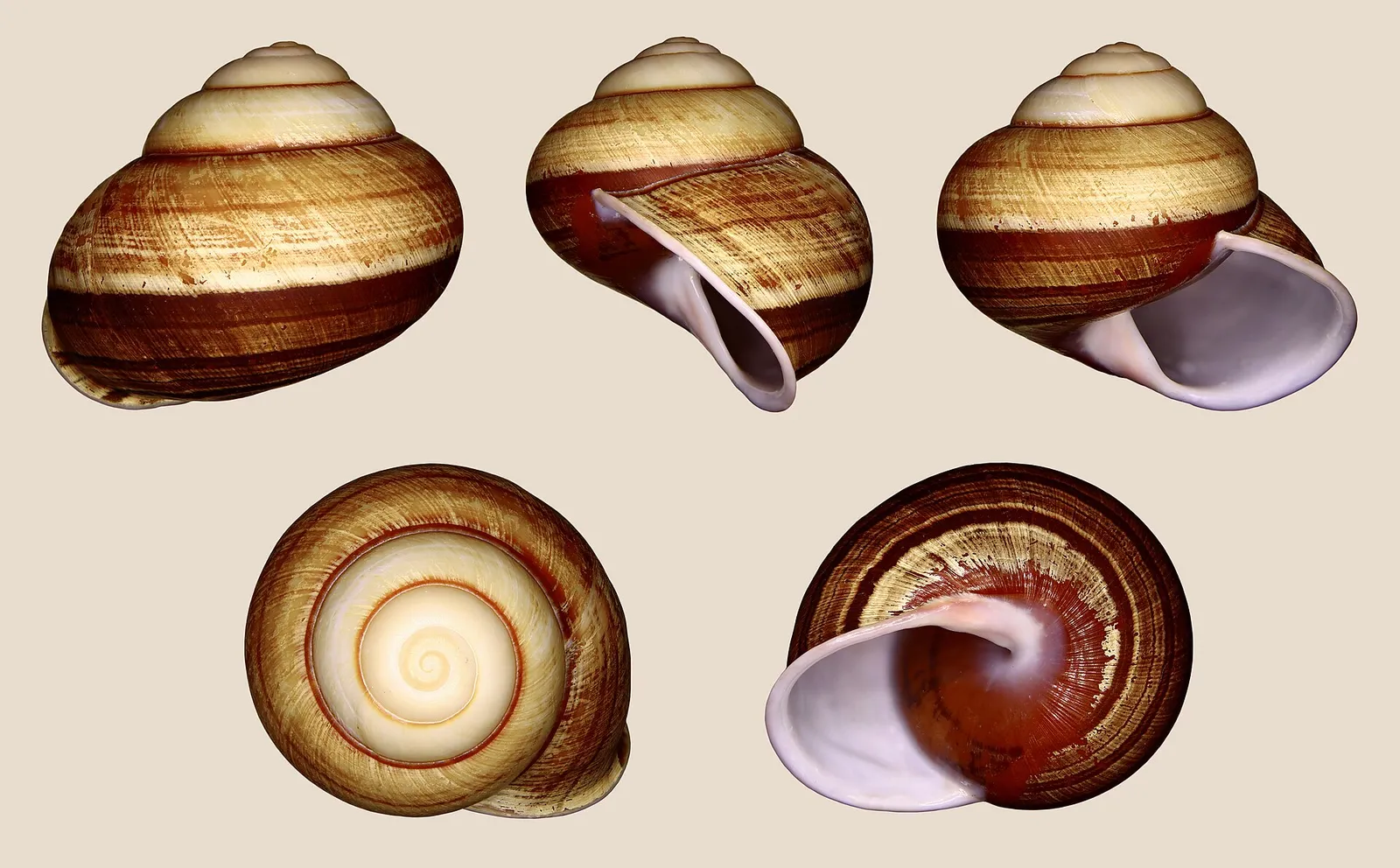 Diameter 4.5 cm; Originating from the Philippines; Shell of own collection, therefore not geocoded.