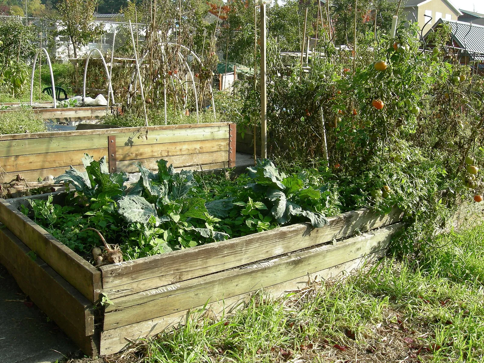 Picardo Farm, Wedgwood, Seattle, Washington. Seattle's first P-Patch community garden. Raised beds: allotment gardens for the handicapped.